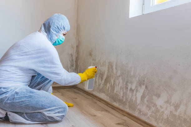 Licensed Commercial Mold Remediation service in Stafford, VA - WQB Mold Removal